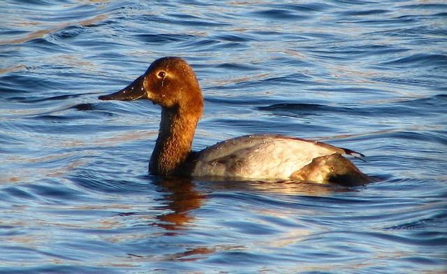 Canvasback